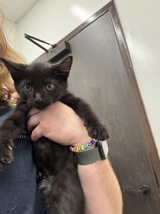 Shelter Stray Female Cat last seen Near University Avenue, Atlanta, GA, 1251 Fulton Industrial Blvd NW, Atlanta, GA 30336, USA