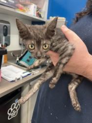 Shelter Stray Male Cat last seen Near Old National HWY, Atlanta, GA, 1251 Fulton Industrial Blvd NW, Atlanta, GA 30336, USA