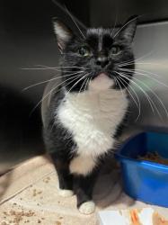 Shelter Stray Female Cat last seen Jones Bridge Road, Alpharetta, GA, 1251 Fulton Industrial Blvd NW, Atlanta, GA 30336, USA