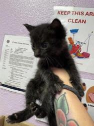 Shelter Stray Female Cat last seen Near N Zaragoza RD, CITY of El Paso, TX, 5001 Fred Wilson Ave, El Paso, TX 79906, USA