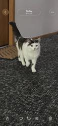 Shelter Stray Female Cat last seen Near S Hamilton St, Madison 4, City of, WI, 5132 Voges Rd, Madison, WI 53718, USA