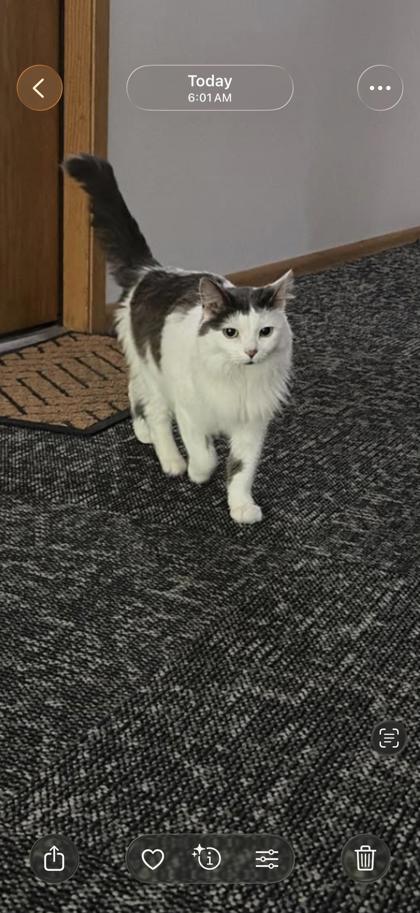 Shelter Stray Female Cat last seen Near S Hamilton St, Madison 4, City of, WI, 5132 Voges Rd, Madison, WI 53718, USA