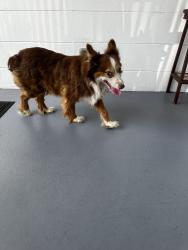 Reunited Male Dog last seen Lakeside Ave and Talley St, Lakeland, FL 33815