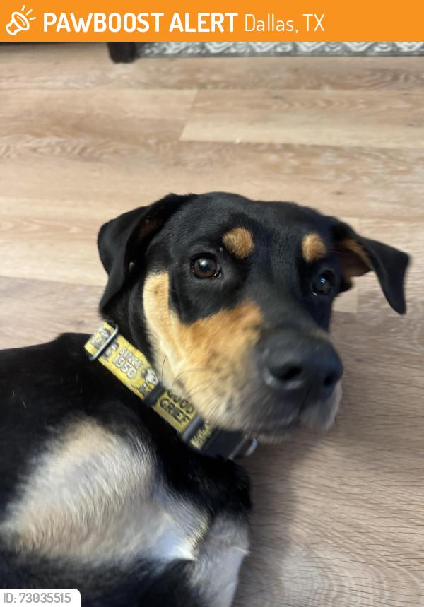 Found/Stray Female Dog last seen Fair Park, FIFA Event , Dallas, TX 75210