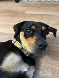 Found/Stray Female Dog last seen Fair Park, FIFA Event , Dallas, TX 75210