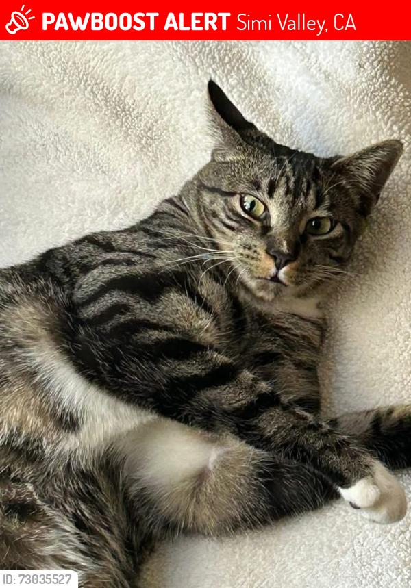 Lost Male Cat last seen Bridget and Lee, Simi Valley, CA 93065