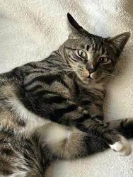 Lost Male Cat last seen Bridget and Lee, Simi Valley, CA 93065