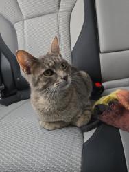 Found/Stray Male Cat last seen Neighborhood Design Center, Columbus, OH 43201
