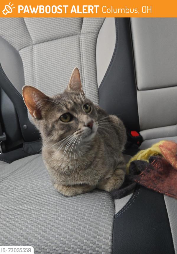 Found/Stray Male Cat last seen Neighborhood Design Center, Columbus, OH 43201