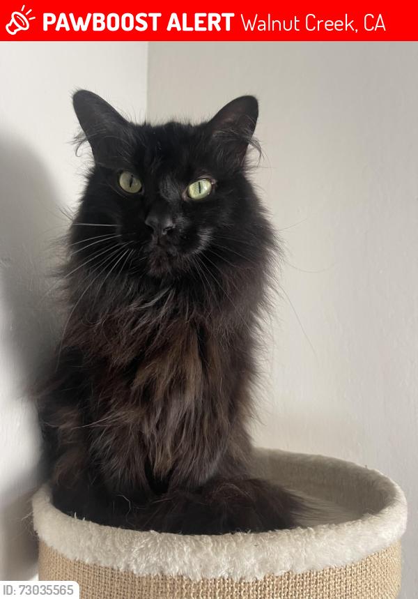 Lost Male Cat last seen Near Melrose Court , Walnut Creek, CA 94595