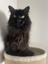 Lost Male Cat last seen Near Melrose Court , Walnut Creek, CA 94595