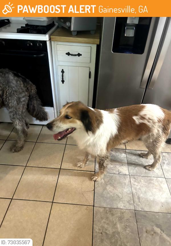 Found/Stray Unknown Dog last seen Whispering Pines Drive, Gainesville, GA 30504