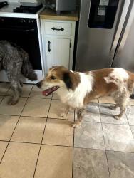 Found/Stray Unknown Dog last seen Whispering Pines Drive, Gainesville, GA 30504