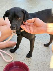 Reunited Male Dog last seen Brinville Road and Bandell St  Acton, Acton, CA 93510