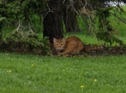 Found/Stray Female Cat last seen Glendale Cemetery, Des Moines, IA 50311