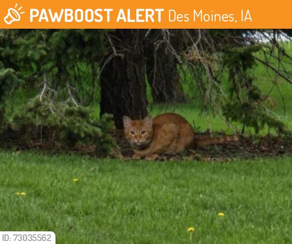 Found/Stray Female Cat last seen Glendale Cemetery, Des Moines, IA 50311