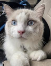 Lost Male Cat last seen Camino verde , South Pasadena, CA 91030