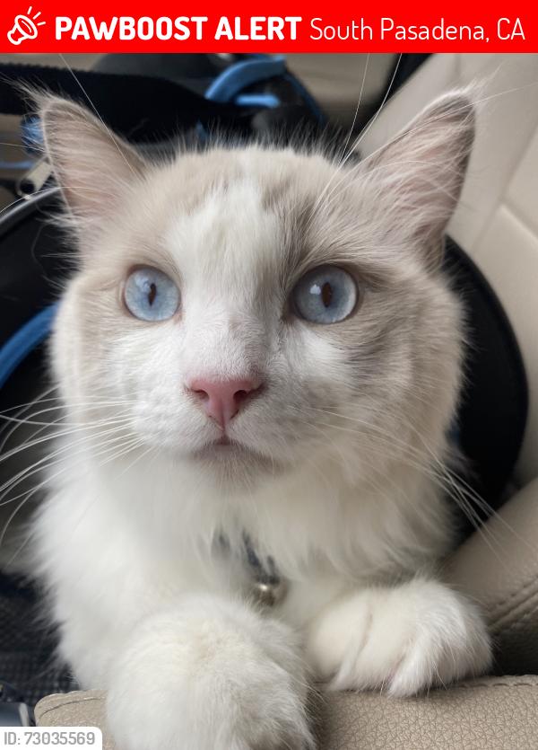 Lost Male Cat last seen Camino verde , South Pasadena, CA 91030