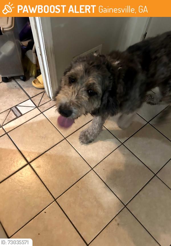 Found/Stray Unknown Dog last seen Whispering Pines drive, Gainesville, GA 30504