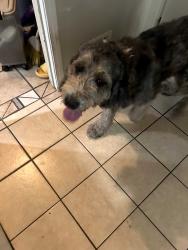 Found/Stray Unknown Dog last seen Whispering Pines drive, Gainesville, GA 30504
