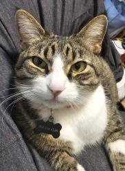 Reunited Male Cat last seen MeadowPoint Elementary School, Aurora, CO 80015