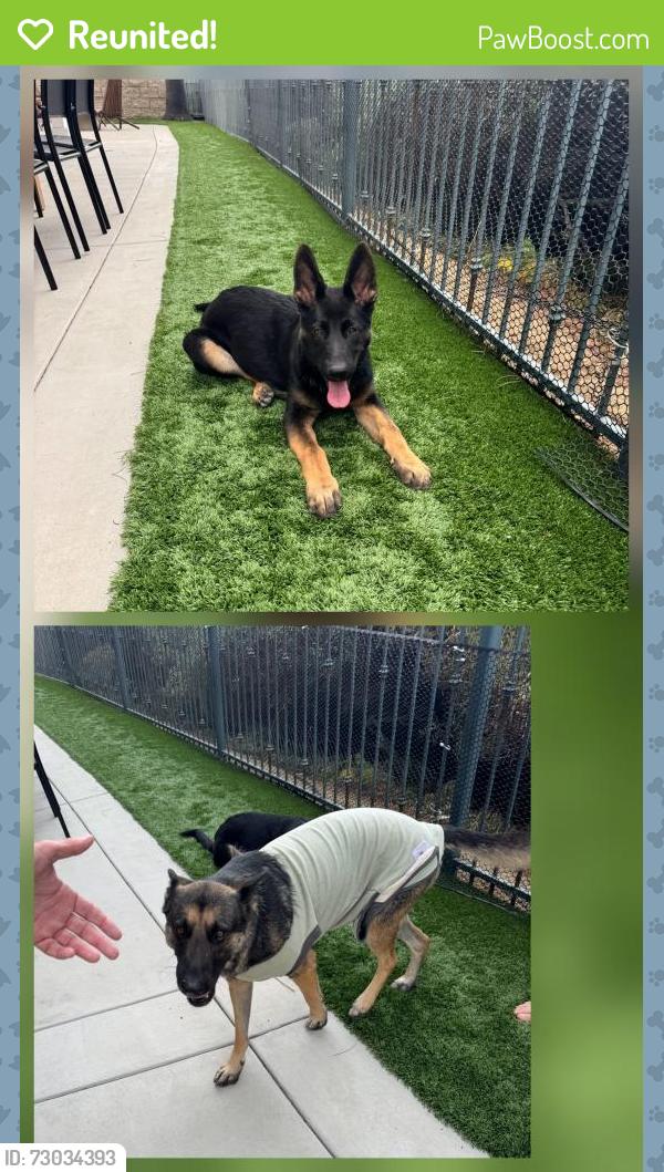 Reunited Female Dog last seen Soledad mountain road and Ridgegate Row, San Diego, CA 92037