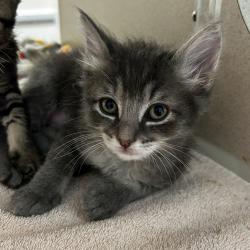 Shelter Stray Female Cat last seen Near Juniper Street, SAN LEANDRO, CA, 94579, 8323 Baldwin St, Oakland, CA 94621, USA