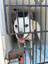 Shelter Stray Male Dog last seen SE 120th/ Division, OR, 1700 W Historic Columbia River Hwy, Troutdale, OR 97060, USA