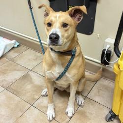 Shelter Stray Female Dog last seen 122nd and Burnside, PORTLAND, OR, 97216, 1700 W Historic Columbia River Hwy, Troutdale, OR 97060, USA