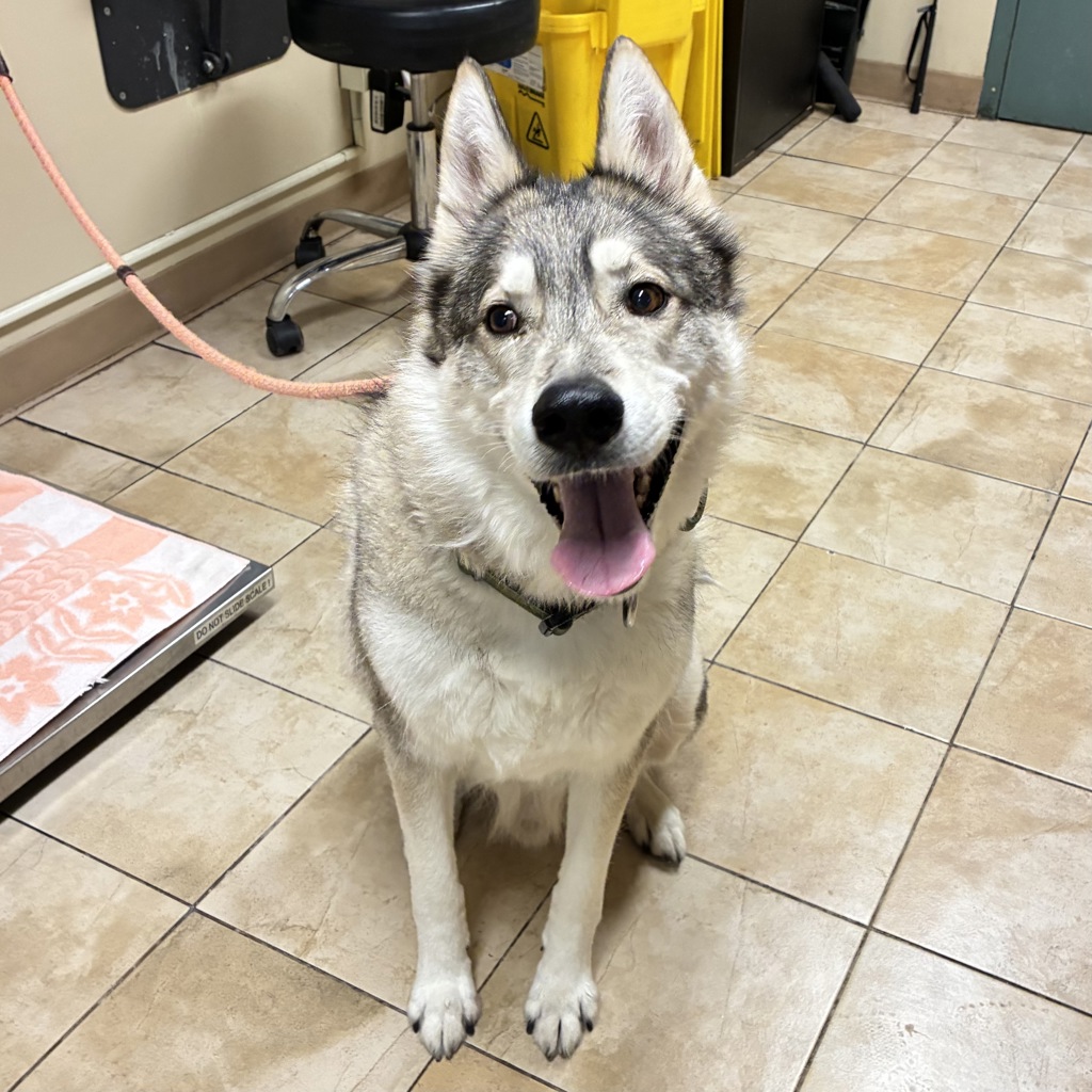 Shelter Stray Male Dog last seen SW 2nd and Ash St, PORTLAND, OR, 97204, 1700 W Historic Columbia River Hwy, Troutdale, OR 97060, USA