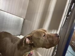 Shelter Stray Female Dog last seen Near Avenue C, NEW YORK, NY, 10009, 326 E 110th St, New York, NY 10029, USA