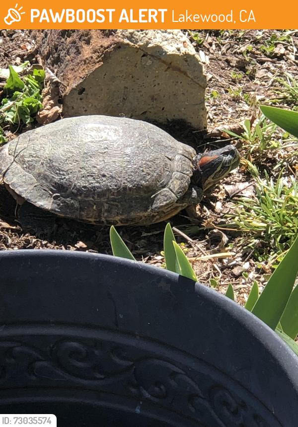 Found/Stray Unknown Reptile last seen Downey Ave and Loomis St., Lakewood, CA 90714