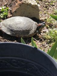 Found/Stray Unknown Reptile last seen Downey Ave and Loomis St., Lakewood, CA 90714