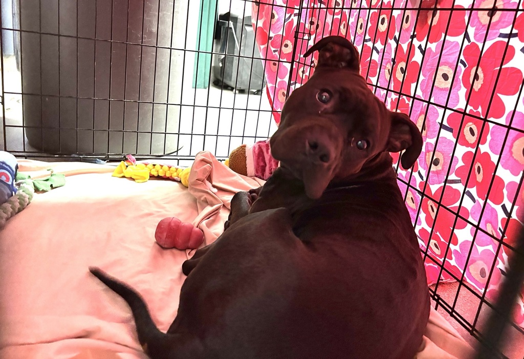 Shelter Stray Male Dog last seen Near Randall Avenue, BRONX, NY, 10465, 326 E 110th St, New York, NY 10029, USA
