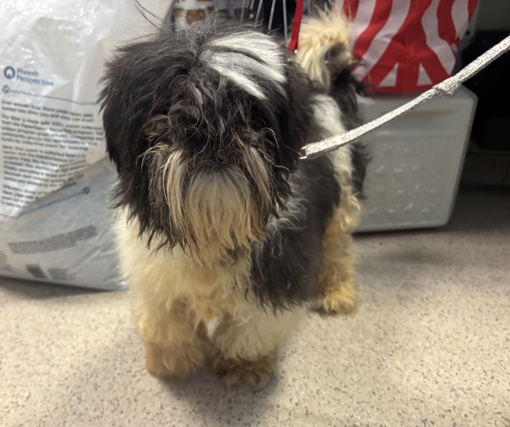 Shelter Stray Unknown Dog last seen 176th Street, NEW YORK, NY, 10033, 326 E 110th St, New York, NY 10029, USA