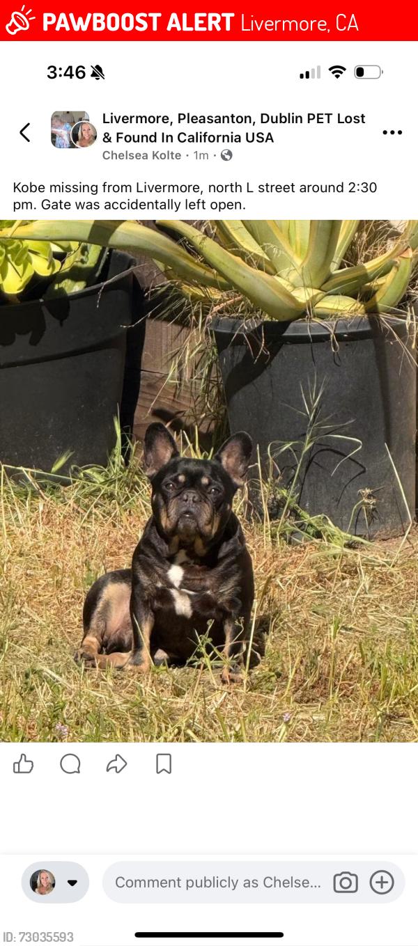 Lost Male Dog last seen North l streer, Livermore, CA 94551