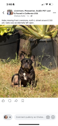 Lost Male Dog last seen North l streer, Livermore, CA 94551