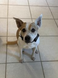 Reunited Female Dog last seen Indiantown Road/Bush Road/Toney Penna, Jupiter, FL 33458