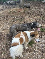 Reunited Unknown Dog last seen Near whispering pines drive, Gainesville, GA 30504