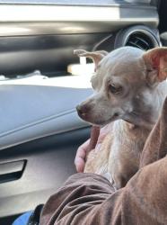 Reunited Female Dog last seen Inez st and Meyer Rd , Whittier, CA 90605