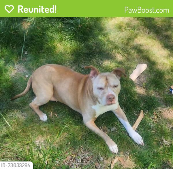 Reunited Female Dog last seen Cascade Drive & Lilburn Stn Mtn Rd, Lilburn, GA 30047