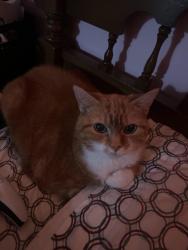 Lost Female Cat last seen East Broad St, in the Statesville Country Club area, Statesville, NC 28625