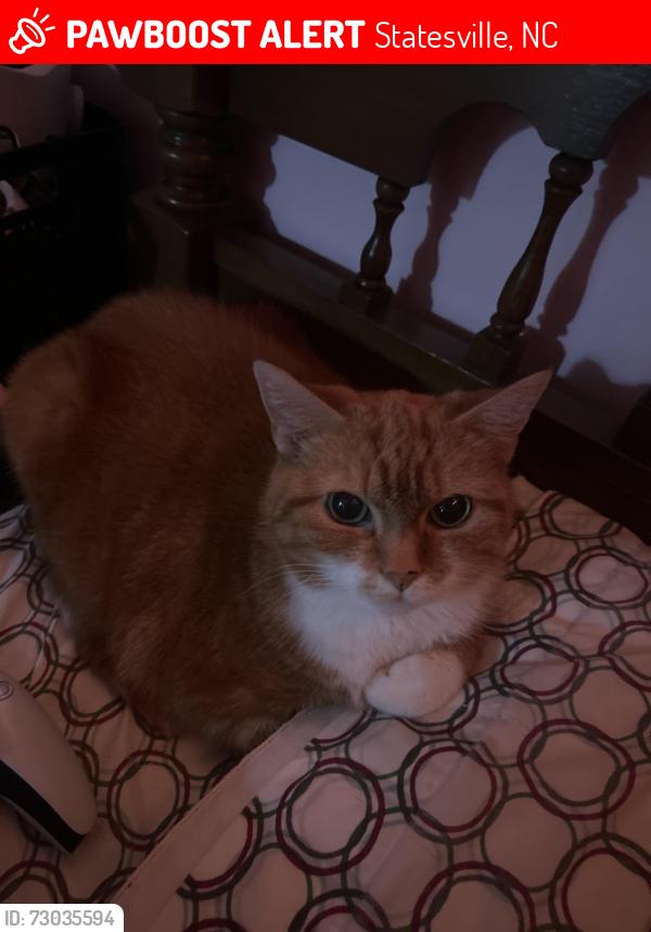 Lost Female Cat last seen East Broad St, in the Statesville Country Club area, Statesville, NC 28625