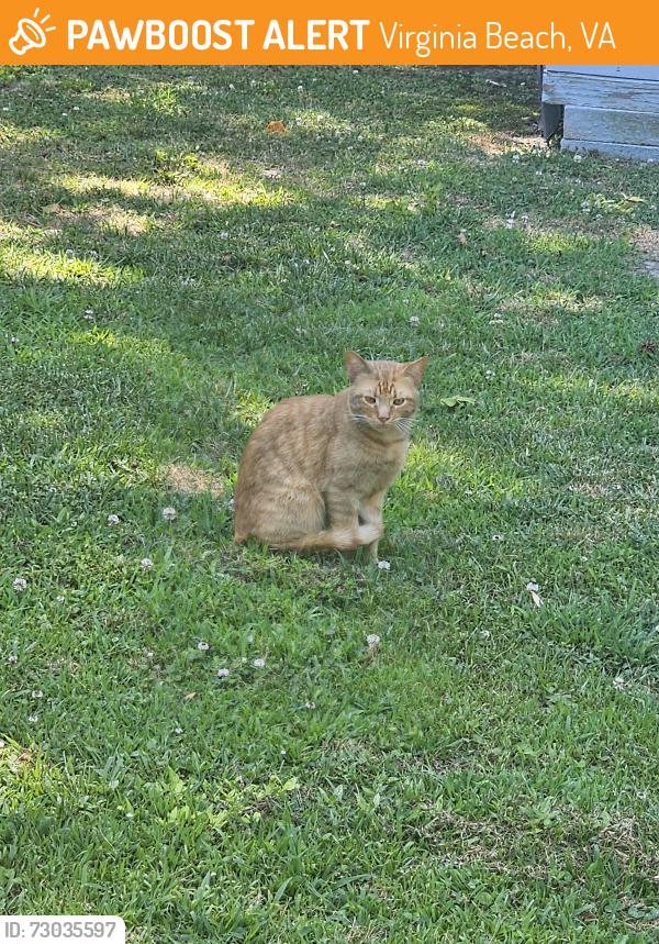 Found/Stray Unknown Cat last seen Near Saint Regis circle, Virginia Beach, VA 23453