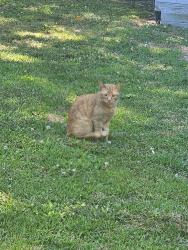 Found/Stray Unknown Cat last seen Near Saint Regis circle, Virginia Beach, VA 23453