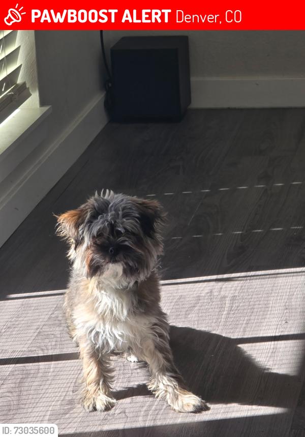 Lost Female Dog last seen 11th and Navajo , Denver, CO 80204