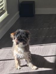 Lost Female Dog last seen 11th and Navajo , Denver, CO 80204