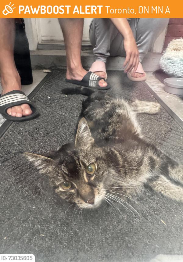 Found/Stray Unknown Cat last seen St Clair and Jane St, Toronto, ON M6N 4A2