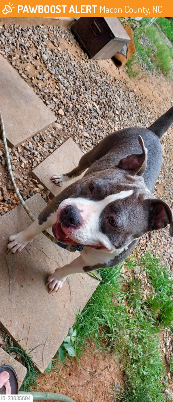 Found/Stray Female Dog last seen Dumper, Macon County, NC 28734