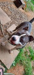Found/Stray Female Dog last seen Dumper, Macon County, NC 28734